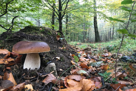Large mushroom growing on leaf-covered forest floor near a glamping accommodation in lush, green woods.