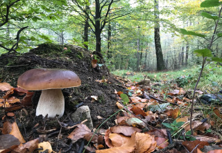 Large mushroom growing on leaf-covered forest floor near a glamping accommodation in lush, green woods.