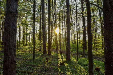Sunlight filters through the trees in a peaceful forest at a glamping accommodation in the springtime.