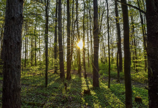 Sunlight filters through the trees in a peaceful forest at a glamping accommodation in the springtime.