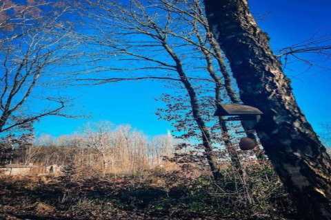 Alberi con casetta per uccelli su tronco inclinato sotto il cielo blu a Village de Vacances Oignies 6, Belgio.