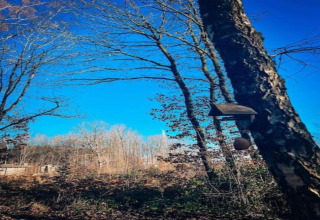 Alberi con casetta per uccelli su tronco inclinato sotto il cielo blu a Village de Vacances Oignies 6, Belgio.