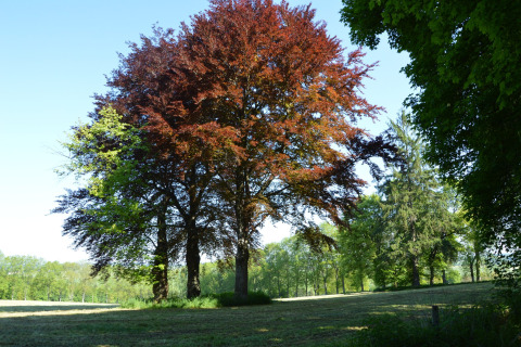 Store træer med lilla og grønne blade i solrigt landskab ved Les Jardins de l'Ourthe 8 i Belgien.