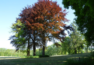 Store træer med lilla og grønne blade i solrigt landskab ved Les Jardins de l'Ourthe 8 i Belgien.