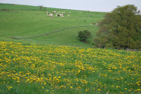 Grøn eng med gule blomster og køer i det fjerne, taget ved Les Jardins de l'Ourthe 8 i Belgien.
