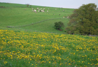 Grøn eng med gule blomster og køer i det fjerne, taget ved Les Jardins de l'Ourthe 8 i Belgien.