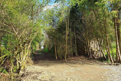 Sti mellem træer ved Les Jardins de l'Ourthe 8 i Belgien, omgivet af frodigt grønt og blå himmel.