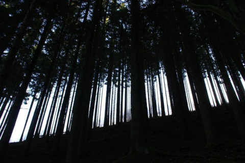 Mørkt foto af høje træer i en tæt skov nær hytten Les Jardins de l'Ourthe 8 i Belgien.