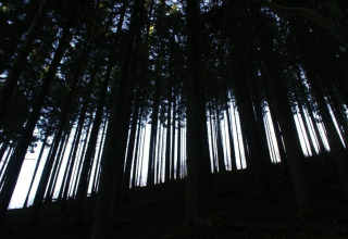 Mørkt foto af høje træer i en tæt skov nær hytten Les Jardins de l'Ourthe 8 i Belgien.