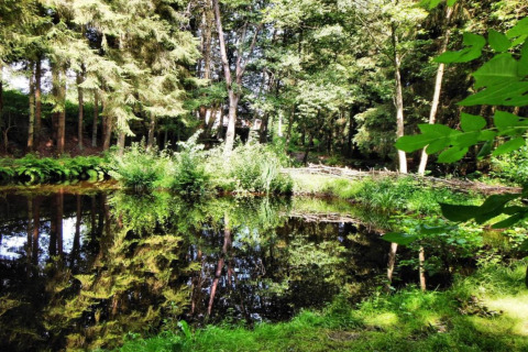Skovudsigt med en dam, grønne træer og buske ved Les Jardins de l'Ourthe 8-lodgen i Belgien.