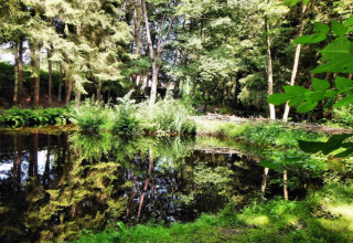 Skovudsigt med en dam, grønne træer og buske ved Les Jardins de l'Ourthe 8-lodgen i Belgien.