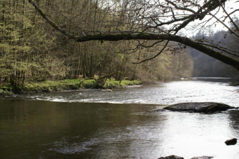 Flodlandskab med grene over vandet nær Les Jardins de l'Ourthe 8-lodgen i Belgien i foråret.