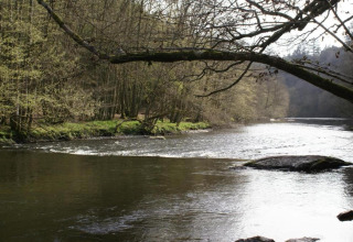Flodlandskab med grene over vandet nær Les Jardins de l'Ourthe 8-lodgen i Belgien i foråret.