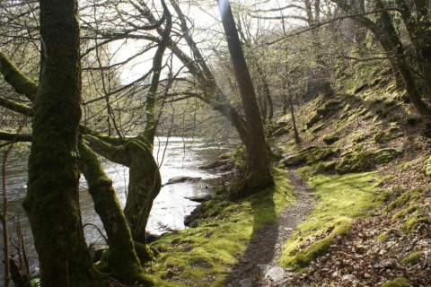 Skovsti med mosdækkede træer og en flod ved siden af, taget nær Les Jardins de l'Ourthe 8, Belgien.