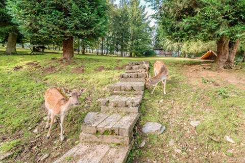 Two deer near a stone path and trees by Les Roulottes de Vio mobile home, set in the lush greenery of Belgium.