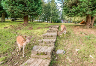 Two deer near a stone path and trees by Les Roulottes de Vio mobile home, set in the lush greenery of Belgium.