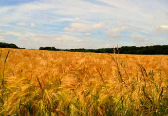 Foto tomada en la cabaña 'Natural Escape' en Bélgica, muestra un campo dorado bajo un cielo azul claro.