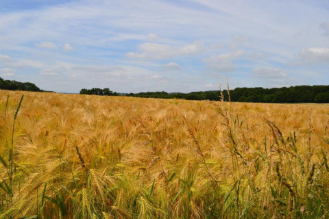 Et foto taget ved kabinen 'Natural Escape' i Belgien, viser et gyldent kornfelt under blå himmel.
