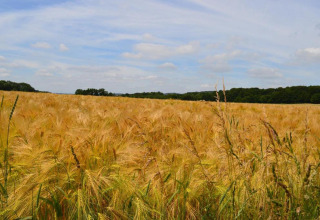 Et foto taget ved kabinen 'Natural Escape' i Belgien, viser et gyldent kornfelt under blå himmel.