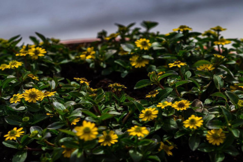 Gule vilde blomster i en have ved hytten 'Natural Escape' i Belgien, tæt på frodigt grønt løv.