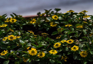 Gule vilde blomster i en have ved hytten 'Natural Escape' i Belgien, tæt på frodigt grønt løv.