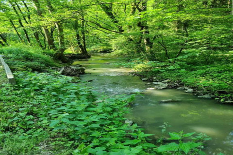 Grønt, frodigt skovlandskab med en stille flod, taget ved hytten Natural Escape i Belgien.