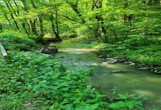 Grønt, frodigt skovlandskab med en stille flod, taget ved hytten Natural Escape i Belgien.