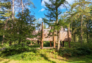 The TreeLoft treehouse by YourNature, nestled among lush green trees in a sunlit forest clearing.