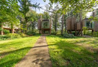 Pathway leading to elevated wooden tree houses, The TreeLoft by YourNature, set in a green forest.