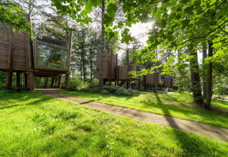 Die Sonne scheint durch Bäume rund um The TreeLoft, ein modernes Baumhaus in einer ruhigen, grünen Landschaft.