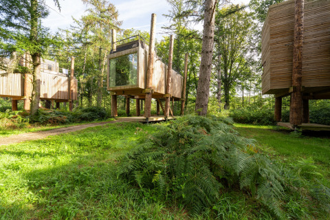 Case sugli alberi moderne a The TreeLoft by YourNature, immerse in una foresta verde con felci.