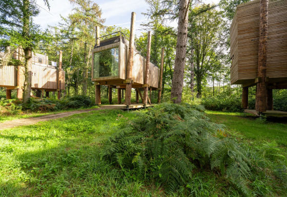 Moderne træhytter på pæle i en grøn skov ved TreeLoft af YourNature, omgivet af frodige bregner.