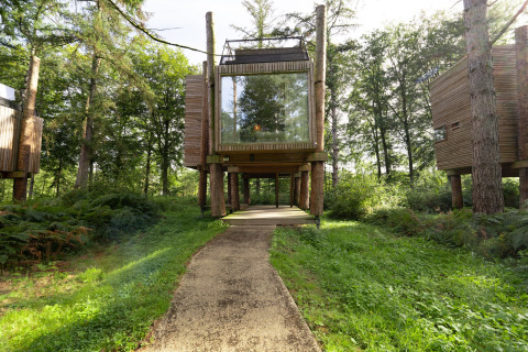 Casa sull'albero moderna 'The TreeLoft by YourNature' su palafitte in una foresta belga lussureggiante.