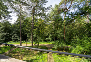 View from The TreeLoft by YourNature overlooking a forest path with tall pine trees and greenery.