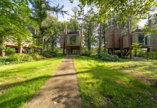 Pfad zu modernen Baumhäusern im Wald, TreeLoft von YourNature, umgeben von grüner Natur und Bäumen.