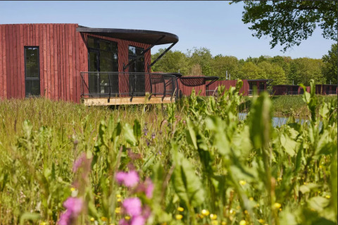 Treehouse by the pond, surrounded by lush vegetation and wildflowers, TreeLoft by YourNature, Belgium.