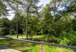 Blick vom TreeLoft von YourNature auf Baumwipfel und einen geschwungenen Pfad im grünen Wald.