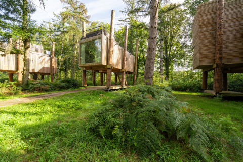 Elevated wooden treehouses at The TreeLoft by YourNature, nestled among lush green trees and ferns.