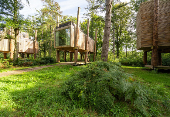 Elevated wooden treehouses at The TreeLoft by YourNature, nestled among lush green trees and ferns.