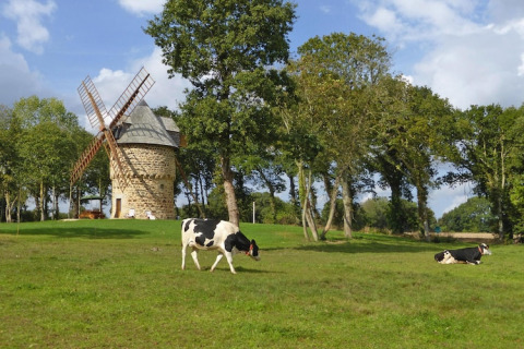 A black and white cow grazes by an ancient windmill amid trees in Gommenec'h, France, on a sunny day.