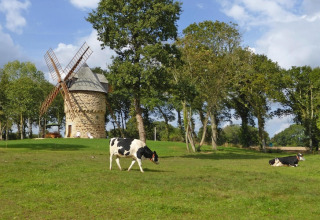Vaca blanca y negra pastando junto a un antiguo molino de viento en Gommenec'h, Francia, rodeado de árboles.