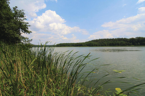 View of a tranquil lake with reeds along the shore near Log cabin «30 m²» in Germany on a sunny day.