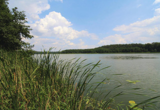 Vista de un lago tranquilo con juncos y árboles cerca de la Log cabin «30 m²» en Alemania bajo cielo azul.