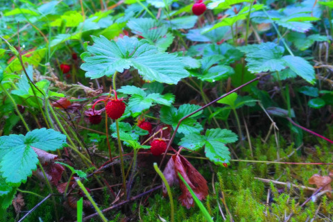 Piante di fragole selvatiche con bacche rosse e foglie verdi presso lo chalet Lomnice nad Popelkou LLB005, Repubblica Ceca.
