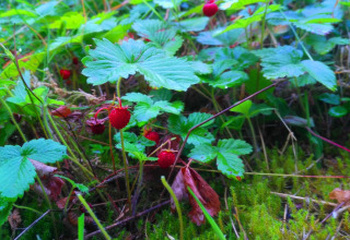 Piante di fragole selvatiche con bacche rosse e foglie verdi presso lo chalet Lomnice nad Popelkou LLB005, Repubblica Ceca.