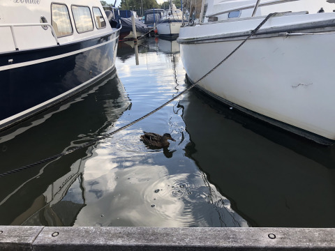 Een eend zwemt tussen aangemeerde boten aan de steiger van Marina Parcs Amsterdam in Noord-Holland.