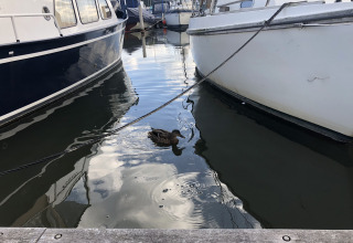 Een eend zwemt tussen aangemeerde boten aan de steiger van Marina Parcs Amsterdam in Noord-Holland.