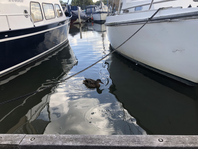 Canard parmi les bateaux - Marina Parcs Amsterdam - Amsterdam, Hollande Septentrionale, Pays-Bas