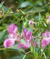 Blumen - Camping Bockenauer Schweiz - Vodatent - Bockenau, Rheinland Pfalz, Deutschland