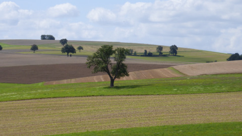 Landschap met glooiende velden en verspreide bomen nabij Bockenau, Rheinlan-Palts, Duitsland onder wolkenlucht.